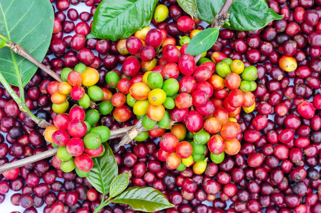 Close-up of colorful ripe and unripe coffee cherries with green leaves.